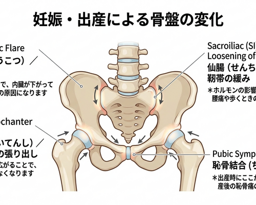 産後の骨盤